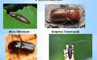 Что такое жук в электрике