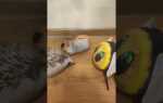Что говорят рабочие цодд о излишке мише