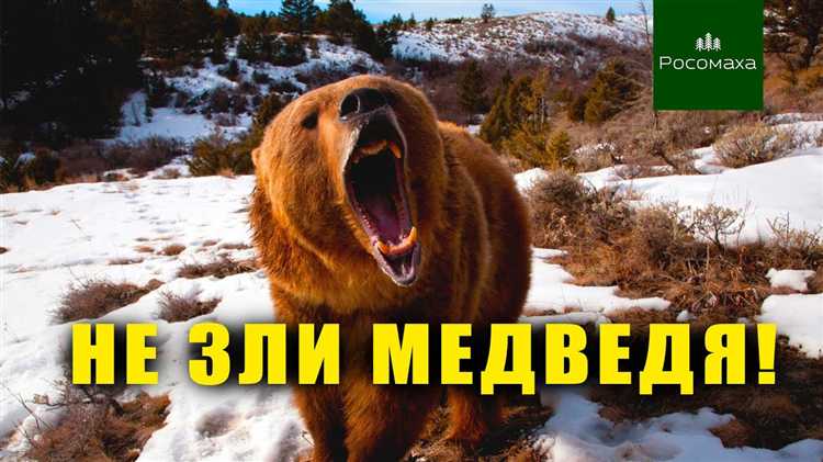 Что символизирует медведь в рекламе rbt и почему он выбран