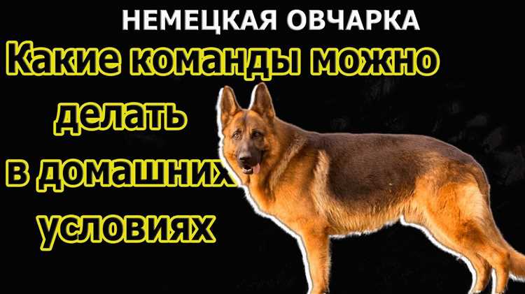 Как выбрать и установить транспортировочную клетку для немецкой овчарки