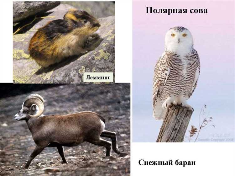 Что больше рам или тундра