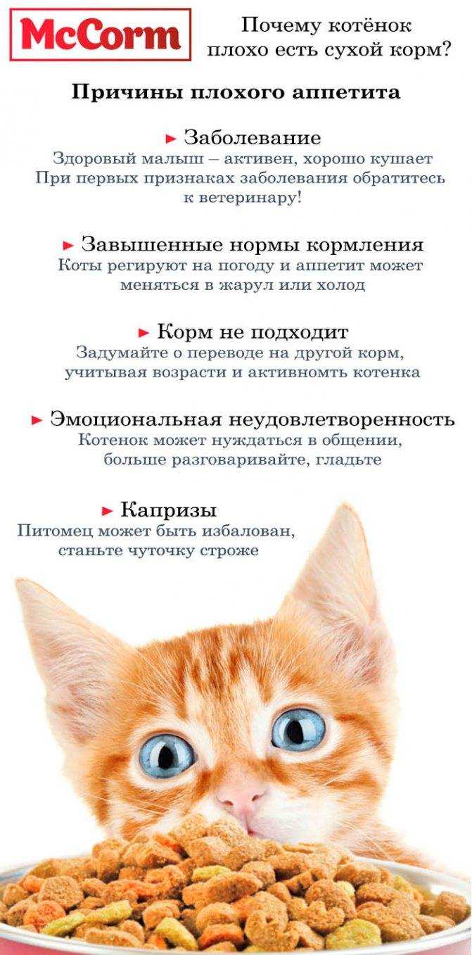 Опасность сахара и глюкозных сиропов в кошачьем рационе