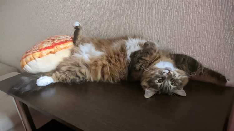 Какие типы мотоциклов подходят для джимханы