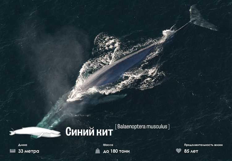 Как выбрать подходящий тур для наблюдения за синими китами