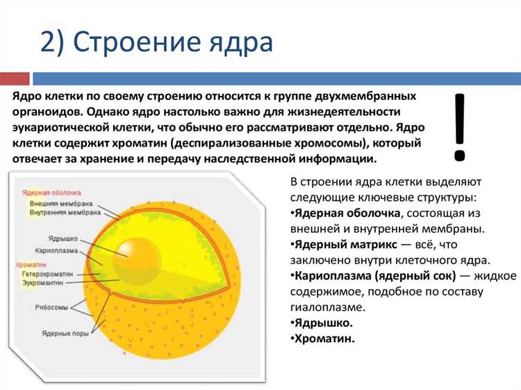 Современные процессоры, несмотря на явную тенденцию к многозадачности и параллельным вычислениям, часто используют только одно ядро для выполнения множества операций. Это решение обусловлено рядом факторов, связанных с оптимизацией вычислительных процессов, ограничениями архитектуры и особенностями программного обеспечения.